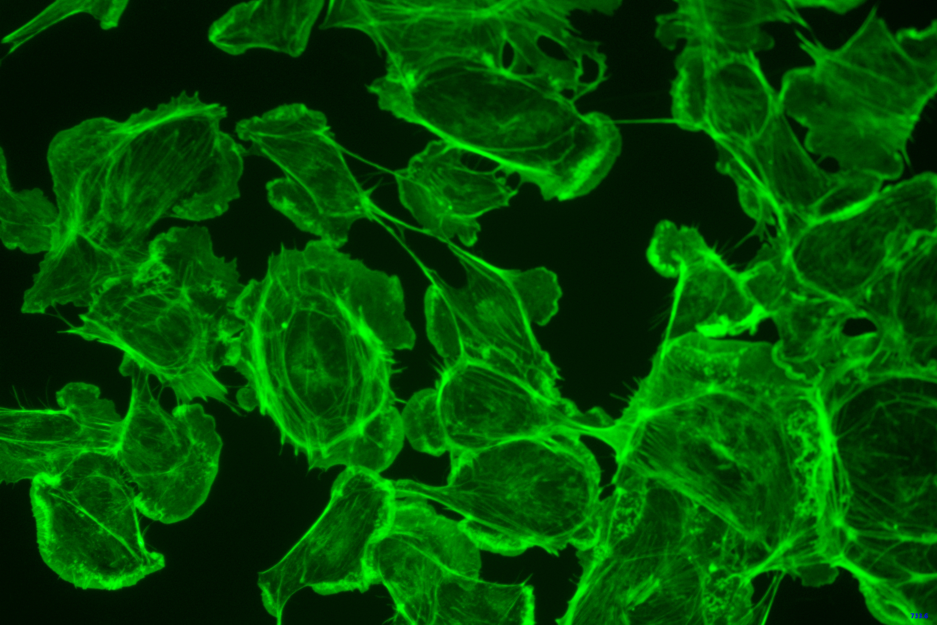 Cells Recorded by Microscope Camera